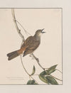 Original water-colour drawings of birds and eggs Pl.27