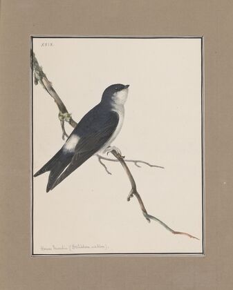 Original water-colour drawings of birds and eggs Pl.29
