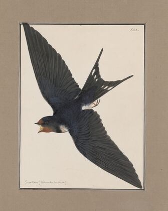 Original water-colour drawings of birds and eggs Pl.30