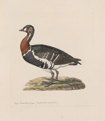 Original water-colour drawings of birds and eggs Pl.31