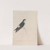 Original water-colour drawings of birds and eggs Pl.34 by John William Lewin