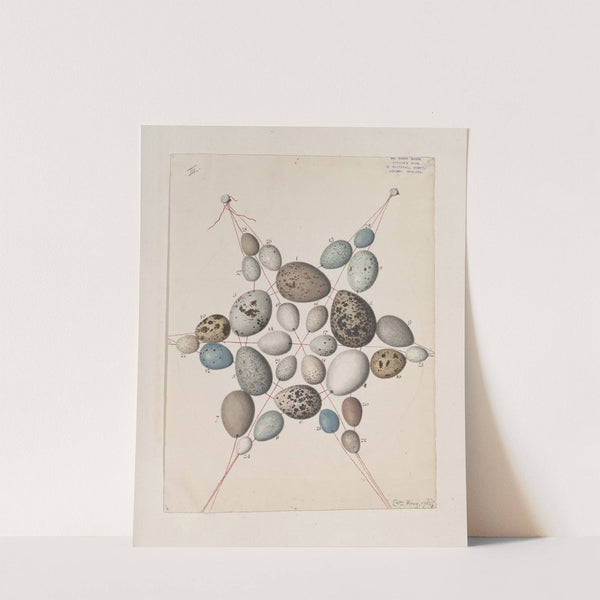 Original water-colour drawings of birds and eggs Pl.41 by John William Lewin