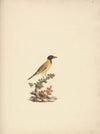 Oriolus monacha (Black Headed Abyssinian Oriole) 2