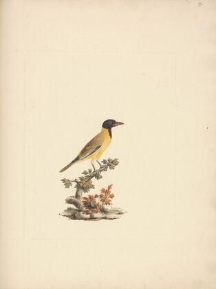 Oriolus monacha (Black Headed Abyssinian Oriole) 2