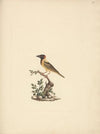 Oriolus monacha (Black Headed Abyssinian Oriole)