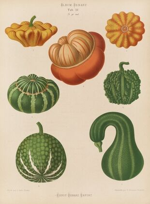 Ornamental Gourds (1876-1886)