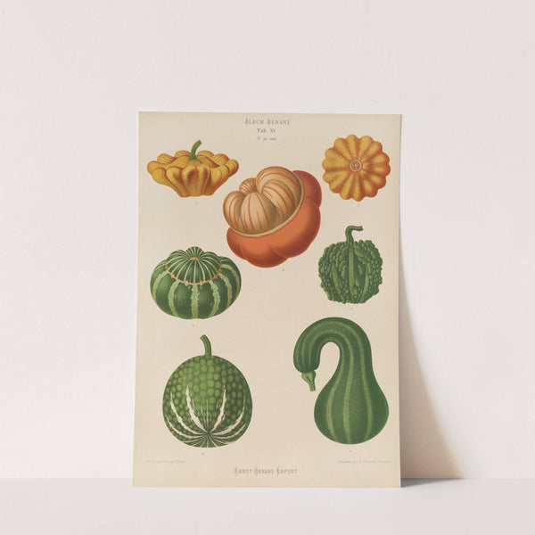 Ornamental Gourds (1876-1886) by Ernst Benary