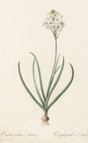Ornithogalum arabicum (1802-1816)
