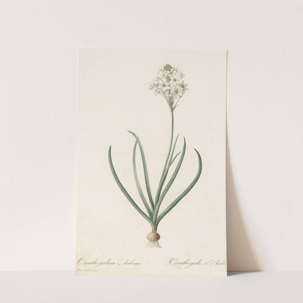 Ornithogalum arabicum (1802-1816) by Pierre Joseph Redouté