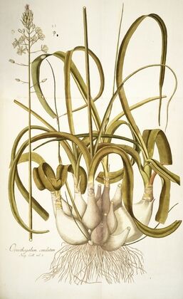 Ornithogalum caudatum