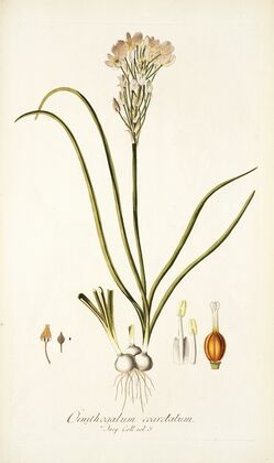Ornithogalum coarctatum