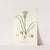 Ornithogalum coarctatum by Nikolaus Joseph Freiherr von Jacquin