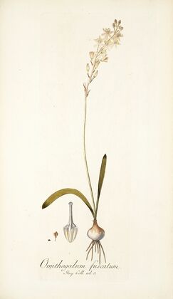 Ornithogalum fuscatum