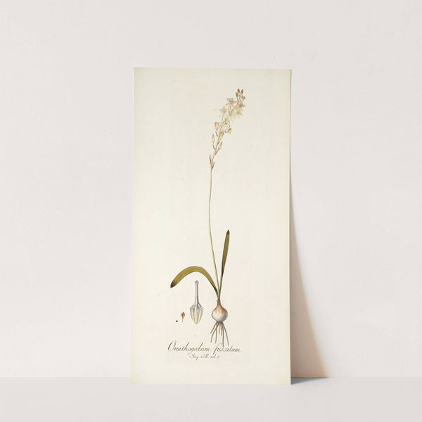 Ornithogalum fuscatum by Nikolaus Joseph Freiherr von Jacquin
