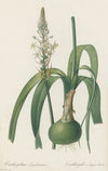 Ornithogalum longibracteatum (1802-1816)