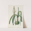 Ornithogalum longibracteatum (1802-1816) by Pierre Joseph Redouté