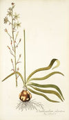 Ornithogalum odoratum