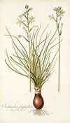 Ornithogalum polyphyllum