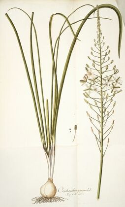 Ornithogalum pyramidale