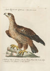 Ornithologia methodice digesta Pl.002