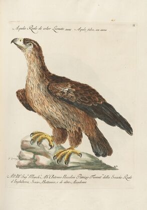 Ornithologia methodice digesta Pl.002