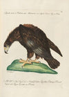 Ornithologia methodice digesta Pl.003