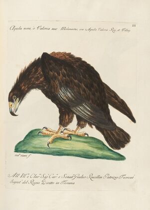 Ornithologia methodice digesta Pl.003