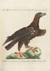 Ornithologia methodice digesta Pl.004
