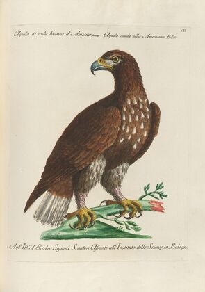 Ornithologia methodice digesta Pl.007