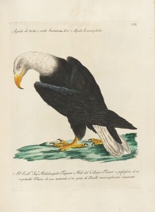 Ornithologia methodice digesta Pl.008