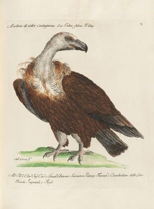 Ornithologia methodice digesta Pl.010