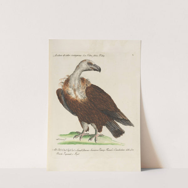 Ornithologia methodice digesta Pl.010 (1767-1776) by Saverio Manetti