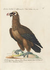 Ornithologia methodice digesta Pl.011