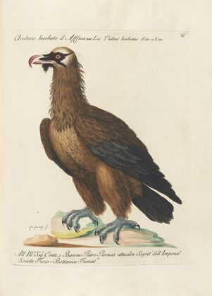 Ornithologia methodice digesta Pl.011