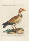 Ornithologia methodice digesta Pl.012