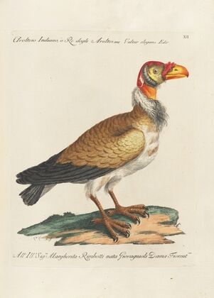 Ornithologia methodice digesta Pl.012