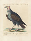 Ornithologia methodice digesta Pl.013