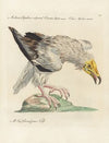 Ornithologia methodice digesta Pl.014