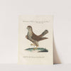 Ornithologia methodice digesta Pl.016 (1767-1776) by Saverio Manetti
