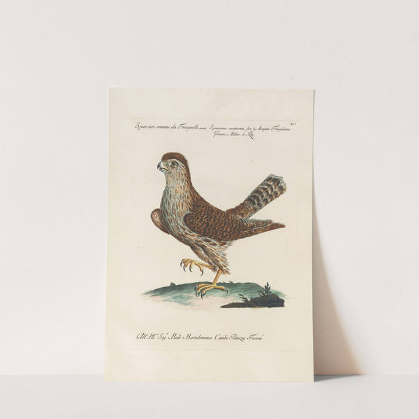 Ornithologia methodice digesta Pl.016 (1767-1776) by Saverio Manetti