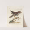 Ornithologia methodice digesta Pl.019 (1767-1776) by Saverio Manetti