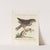 Ornithologia methodice digesta Pl.019 (1767-1776) by Saverio Manetti