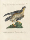 Ornithologia methodice digesta Pl.020