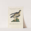 Ornithologia methodice digesta Pl.020 (1767-1776) by Saverio Manetti