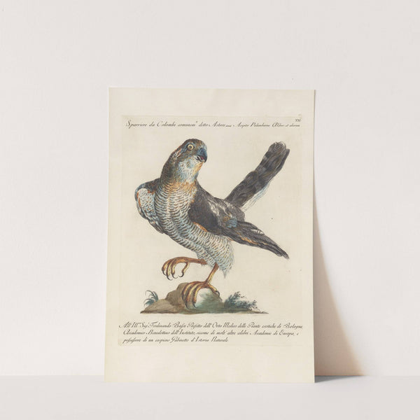 Ornithologia methodice digesta Pl.021 (1767-1776) by Saverio Manetti