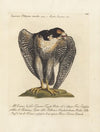Ornithologia methodice digesta Pl.023