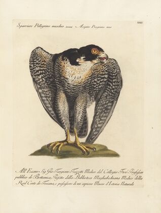 Ornithologia methodice digesta Pl.023