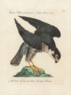 Ornithologia methodice digesta Pl.024