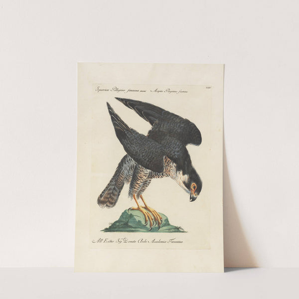 Ornithologia methodice digesta Pl.024 by Saverio Manetti