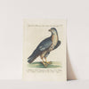 Ornithologia methodice digesta Pl.027 by Saverio Manetti